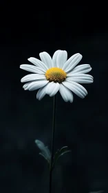 White Daisy with Yellow Center Against Dark Background