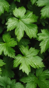 Green compound leaves with raindrops in close focus.