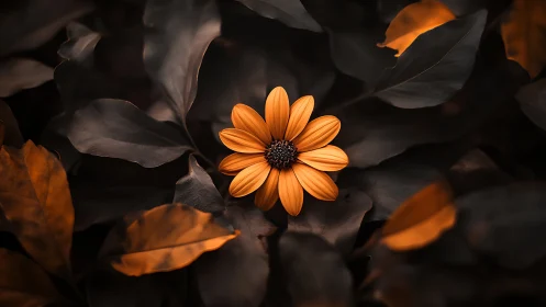 Golden Daisy Blooms Against Shadowed Foliage.