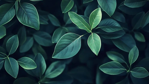 Lush green leaves glow softly against a dark, moody background.