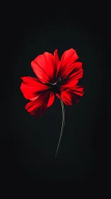 Crimson petals dance against darkness, revealing nature's bold geometry