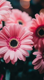 Pink Gerbera Daisies with Dark Background Bokeh