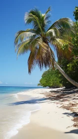 Coconut Sentinel Guards Turquoise Paradise.