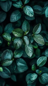Dew-kissed green leaves glow softly against a deep shadowed backdrop