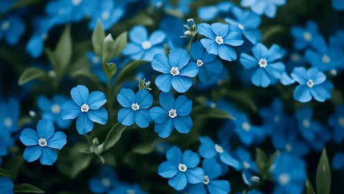 Blue Forget-Me-Nots in Full Bloom with Lush Green Foliage