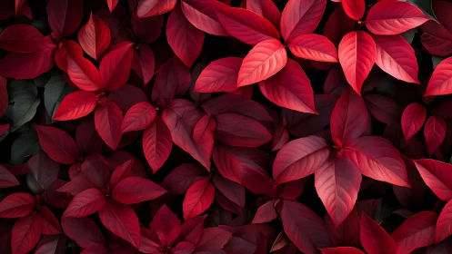 Dense arrangement of overlapping red foliage leaves pattern.