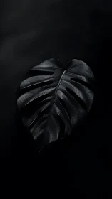 Black monstera leaf holds dewdrops on deep matte background