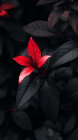 Bold red leaf glowing gently against deep shadowed greens.