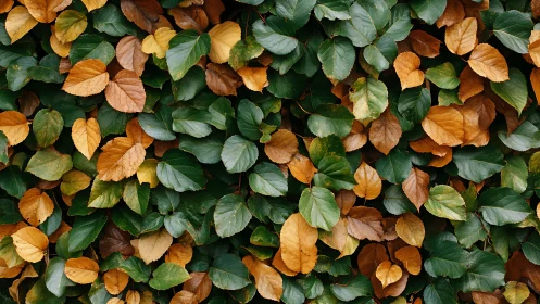 Autumnal foliage pattern with overlapping leaf plane structure.