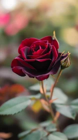 Dark red rose blooms softly against a dreamy garden haze