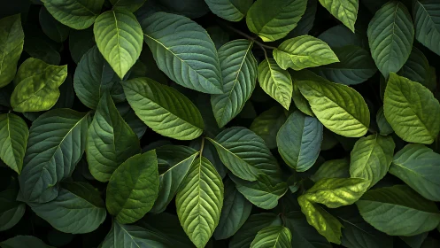 Overhead view records layered green foliage with veined leaves