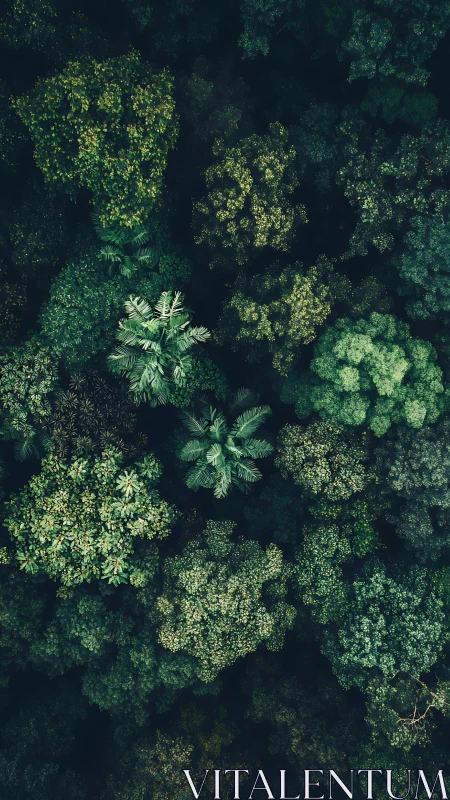 Pristine Forest Canopy From Above: Nature's Breathtaking Green Tapestry