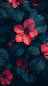 Red Floral Blooms Against Deep Teal Foliage with Water Droplets.