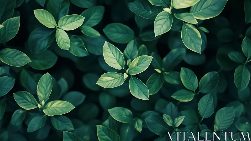 Verdant top-down foliage study with soft bokeh depth field.