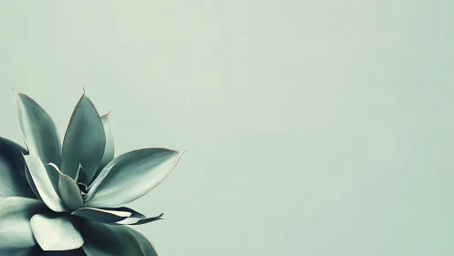 Minimalist agave succulent in soft teal negative space field