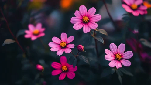 Vibrant Pink Cosmos Flowers in Soft Garden Light.