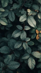 Moody macro study of dark green elliptic foliage surfaces