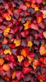 Dense surface of red and orange autumn foliage pattern.