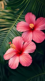 Pink Hibiscus Blossoms Nestled in Tropical Greenery