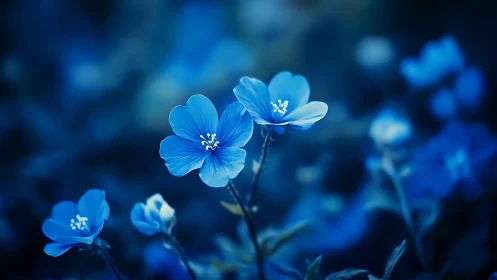 Delicate Blue Flowers with Clustered Stamens in Deep Focus.