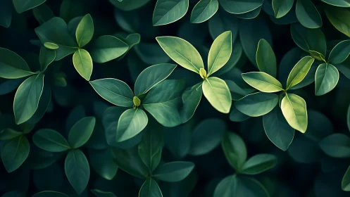 Lush green foliage under soft directional natural light.