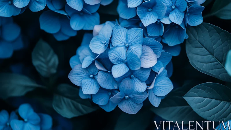 Blue Hydrangea Cluster in Botanical Macrophotography.