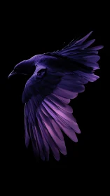 Violet raven in midflight against deep black background