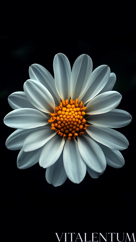White Daisy with Golden Center Against Black Background.