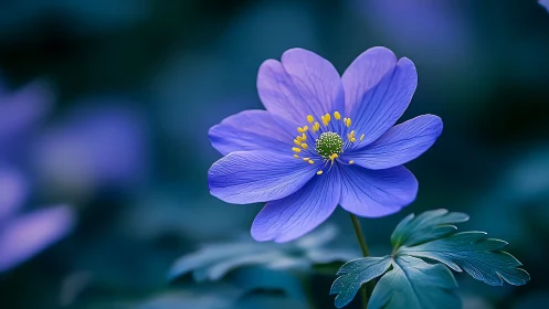 Delicate Blue Anemone Flower Blooming in Nature