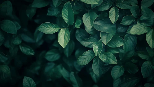 Midnight leaf chorus whispering in cool emerald hush.