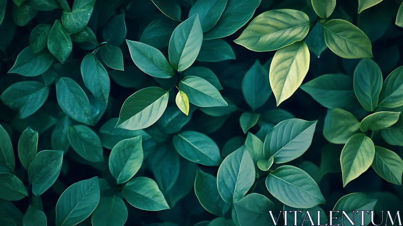 Top-down close-up of lush green foliage with cool-toned leaves