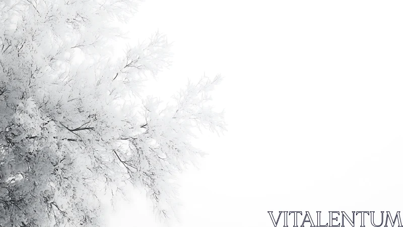 Frost-covered tree branches in serene minimalist winter scene.