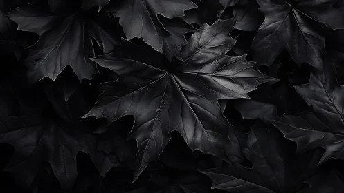 Midnight maple leaves in glossy monochrome texture.