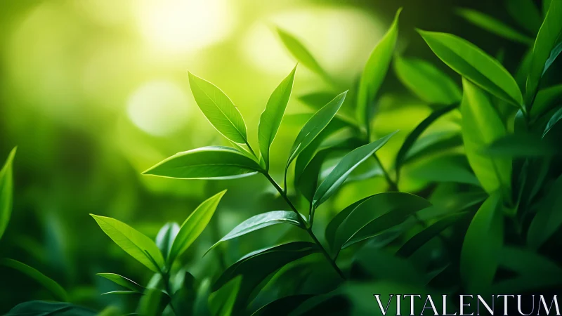 Macro foliage study with backlit green leaves in soft bokeh