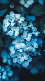 Blue-toned flowers with visible stamens and dense foliage background.