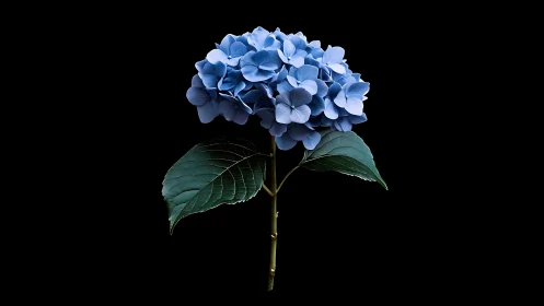 Blue Hydrangea Bloom Against Dark Background.