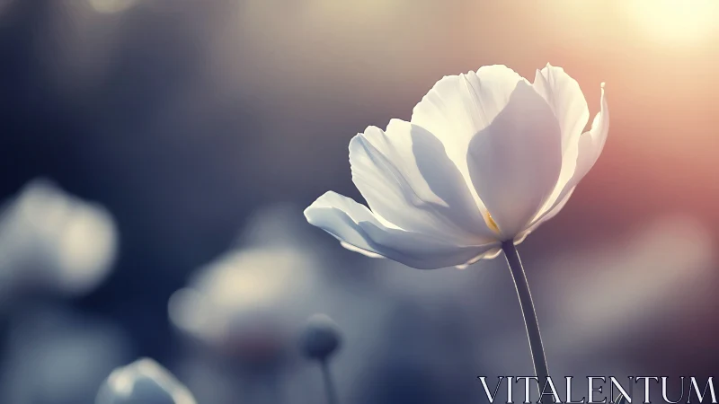 Delicate White Tulip Glows in Soft Sunrise Light