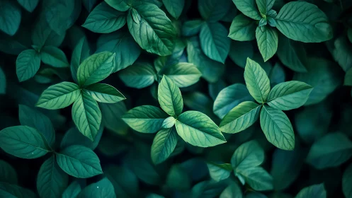 Green leafy groundcover foliage in close top view frame.