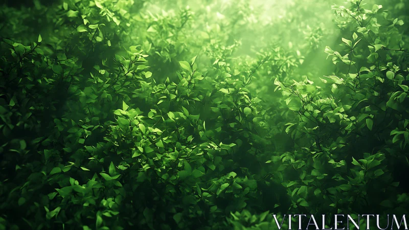 Sunlit Forest Canopy: Nature's Gentle Green Embrace.