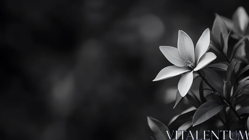Delicate white flower petals unfold in monochromatic tonal depth.