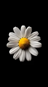 White daisy with yellow center on black background.