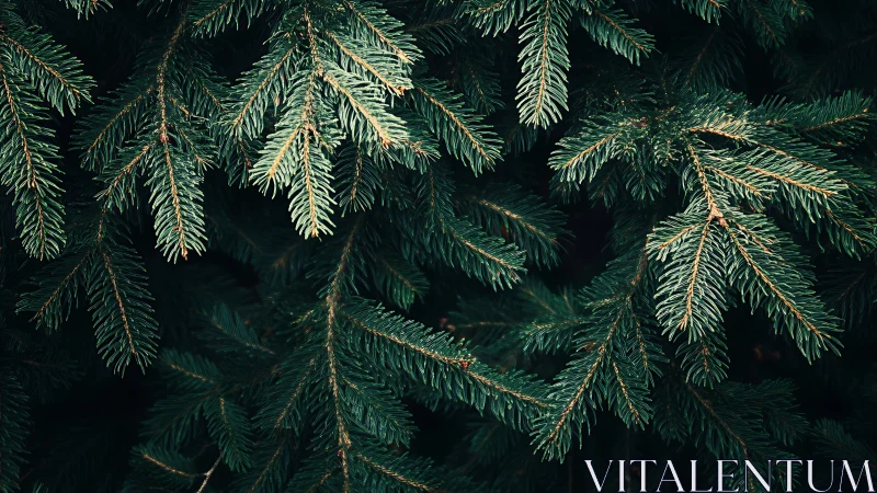 Close-up of lush pine tree branches in natural moody lighting.