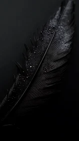 Macro view of dark feather with water droplets on surface.