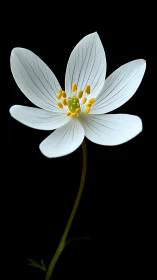 Single white wildflower is photographed against black backdrop