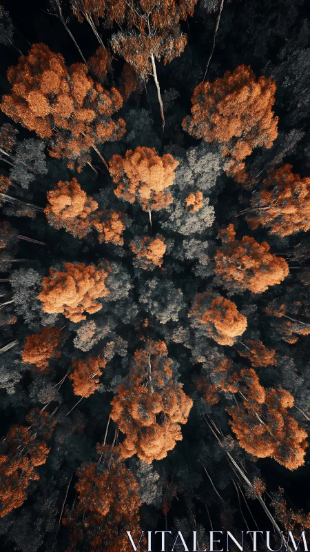 Rust colored treetops create a dreamy forest from above