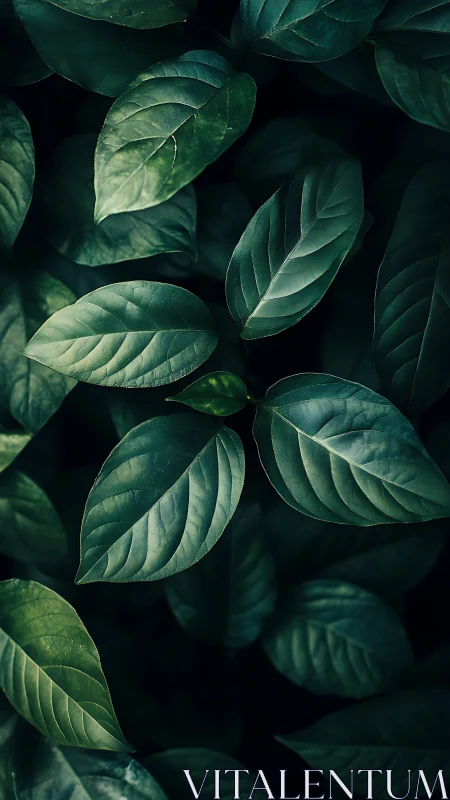 Moody green foliage in dramatic low key lighting.
