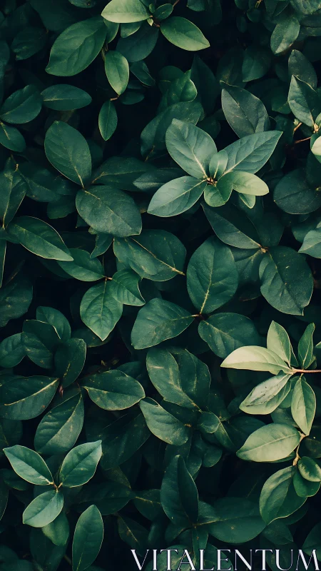 Midnight emerald leaves weaving a quiet forest spell.