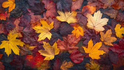 Spectral distribution of wet autumn maple foliage surfaces.