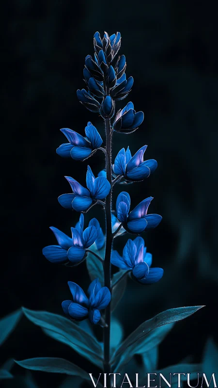 Blue Lupine Flower Spike Against Dark Background