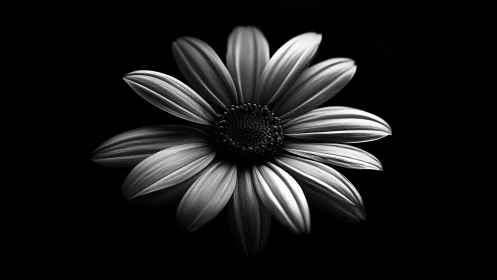 Monochrome Daisy Against Black Background.